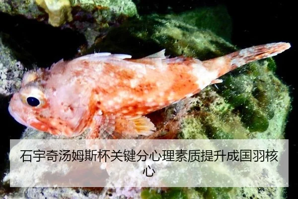 shi-yu-qi-tang-mu-si-bei-guan-jian-fen-xin-li-su-zhi-ti-sheng-cheng-guo-yu-he-xin-3-219.jpg